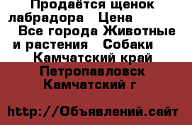 Продаётся щенок лабрадора › Цена ­ 30 000 - Все города Животные и растения » Собаки   . Камчатский край,Петропавловск-Камчатский г.